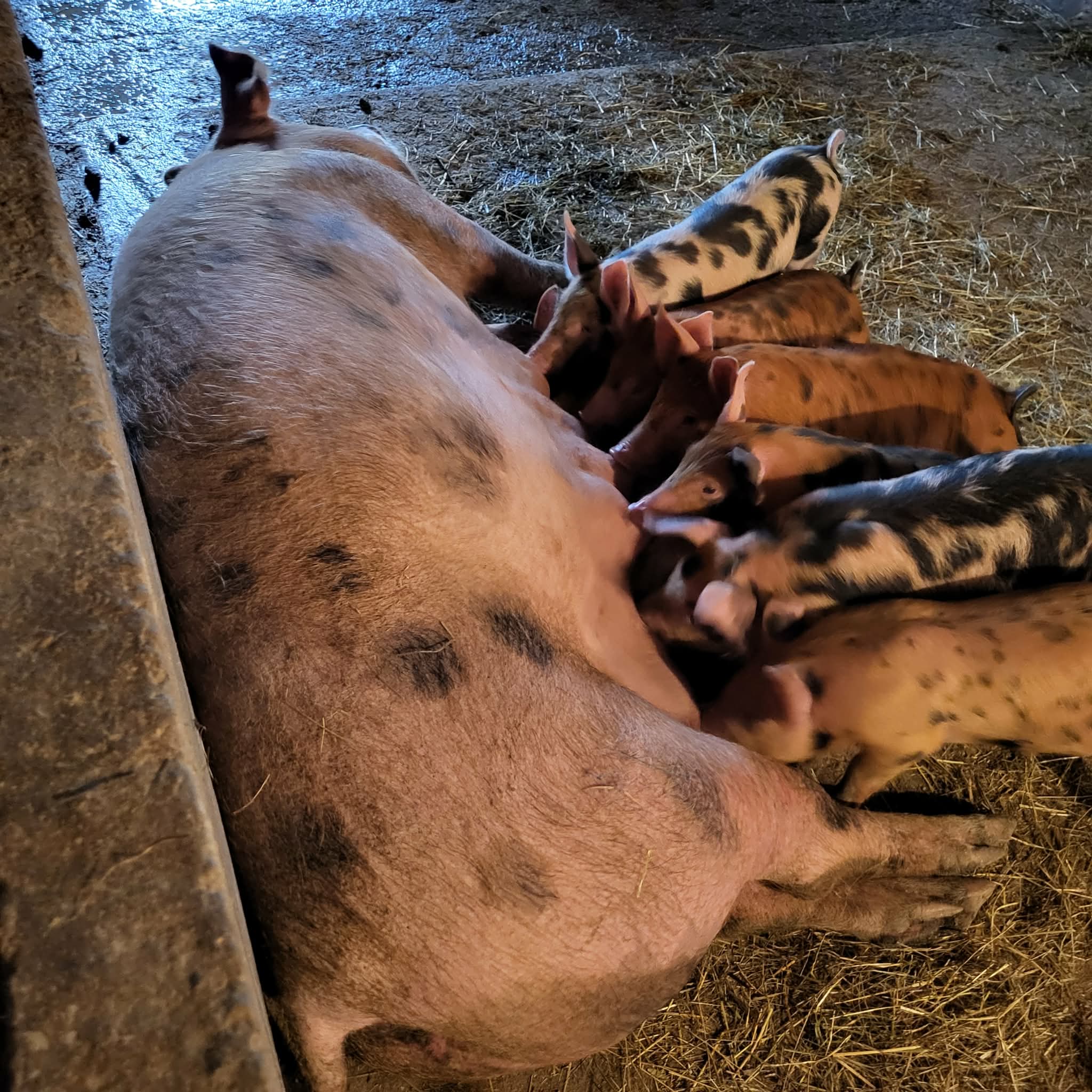ethically raised animals